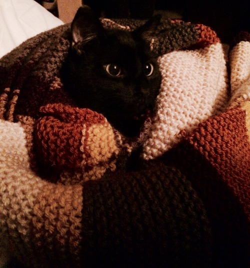 itspamrenee:my sister knitted me the Fourth Doctor’s scarf so we wrapped my cat, Doc, in it.(yes his