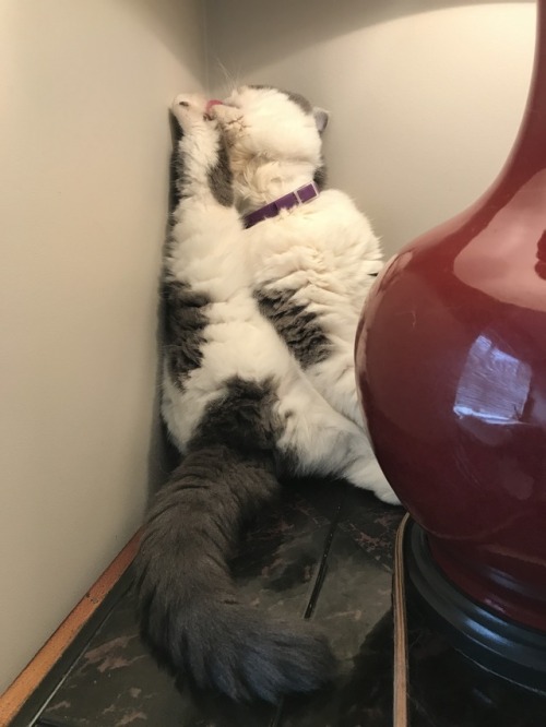 fitzroythecat: Cat yoga tastes good.