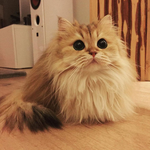 middlemarching: boredpanda: Meet Smoothie, The World’s Most Photogenic Cat omg you’