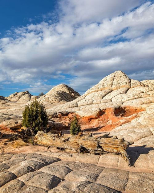 Would love to know that tree’s history  . . . . #whitepocket #azphotography #hikearizona #visi