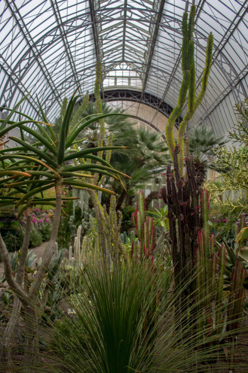 Wintergardens at Auckland Domain
