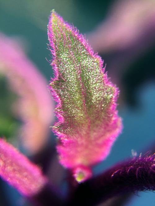 It looks pink under intense light sunlight but looks a nice purple in average light!