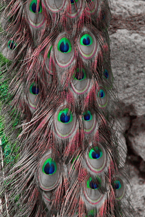 Watcha lookin’ at? Was guckst du?Tail of a peacock, Mount Filerimos. Rhodes 2017.