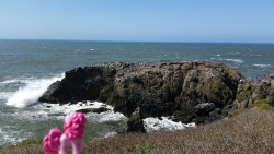 koipony:  pinkiepiesightings:  “Hmm, I don’t see any seaponies. Just thousands of birds.”  Are you sure?Are you positive?  xD! 