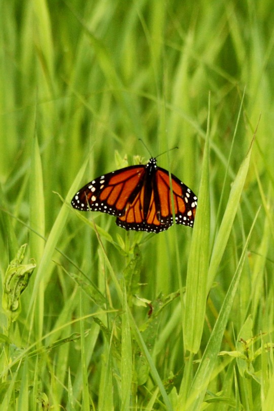 36 in the grassy field