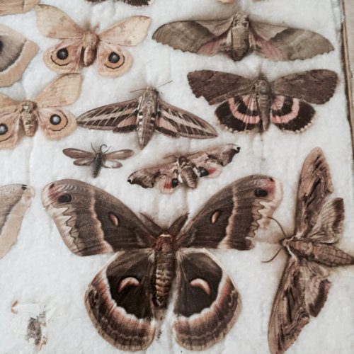 house-of-neptune:Moth Collection via EclecticPelican