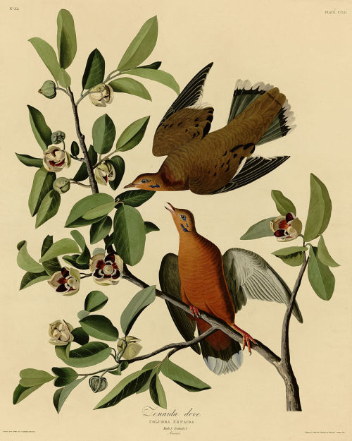 sciencenetlinks:   TODAY IN SCIENCE: John Audubon Is Born John James Audubon was born on this day in