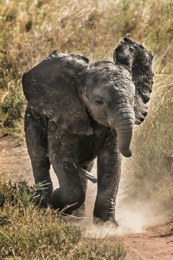 tulipnight:  Little elephant by Kinan Echtay 