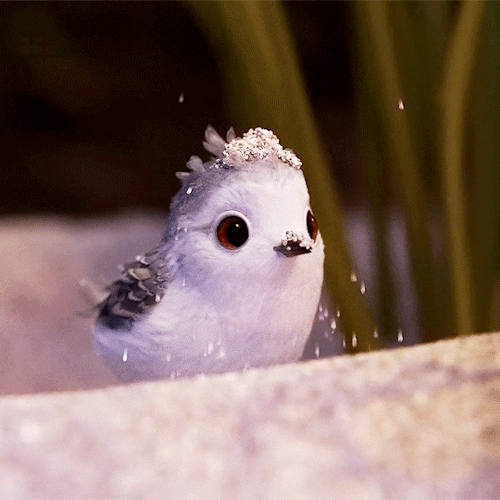 sebsbuckybarnes: Piper - Disney Pixar Short