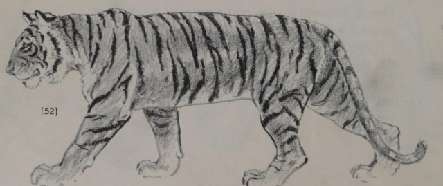 antiqueanimals:Drawing the Big Cats. Written and illustrated by Paul Frame. 1981.