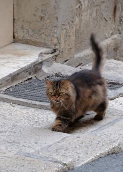 Scavengedluxury:  A Real Life Louis Wain Cat In Valletta. Malta, October 2015.  