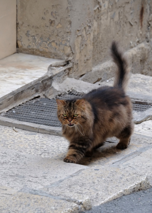 scavengedluxury:  A real life Louis Wain cat in Valletta. Malta, October 2015.  