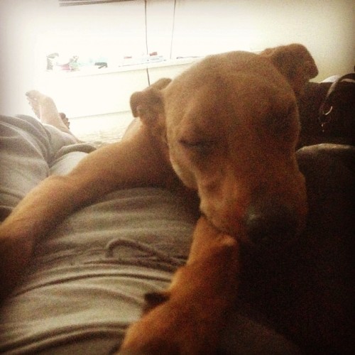 Sunday arvo naps #cody #codychestnutt #sundayarvo #ilovedogs #instapets #puppy
