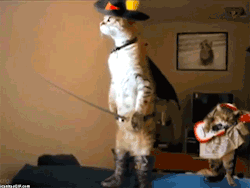 wacollabo:  only——gifs:   Check me blog!  