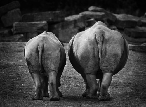 Happy belated World Rhino Day! These are the bums of Southern White Rhino calf Jabari, and his mum A