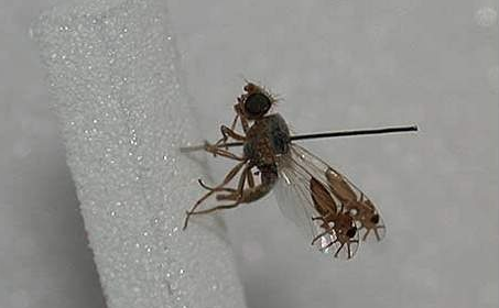sixpenceee:  Goniurellia tridens is the fly with ant-mimic wings. Those “ants”