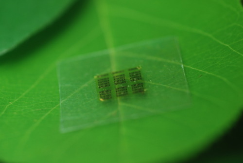 txchnologist:Something New Grows on Trees: Biodegradable Chips for Electronics It was just a coupl
