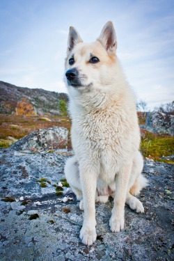 fy-herdingdogs:  Norwegian Buhund by Fredrik