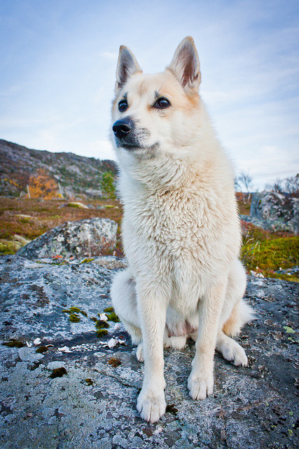 Porn fy-herdingdogs:  Norwegian Buhund by Fredrik photos