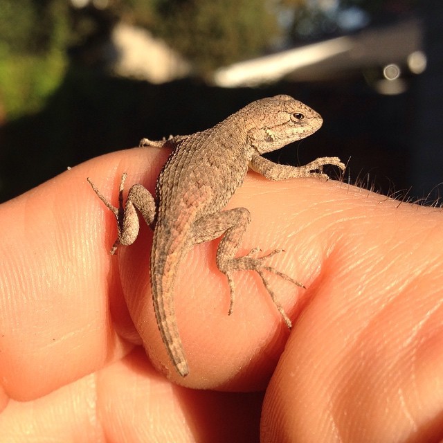 Hey there little #buddy. #lizard #backyard #nature