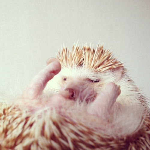 nonsolokawaii:Darcy The Flying Hedgehog (via)