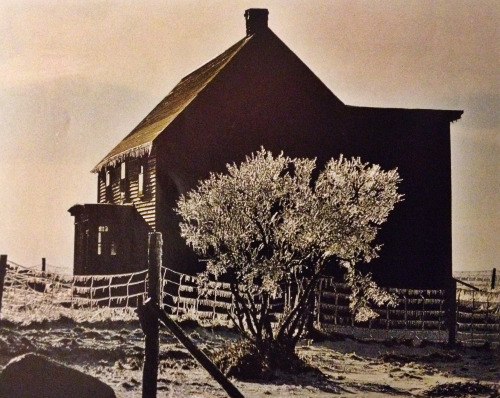 justenoughisplenty:Crystal icing of a “silver thaw” glitters on a bush in Harbour Grace. The freezin