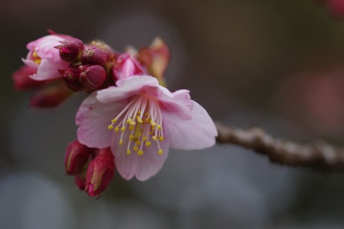 uyamt: 梅（うめ）  Ume blossoms / Japanese