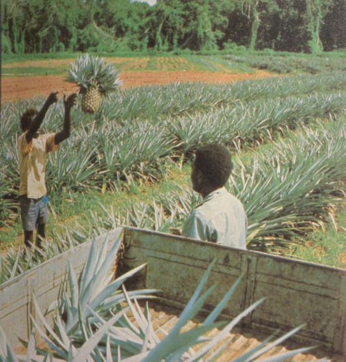 equatorjournal:  Yuendumu, 1972.