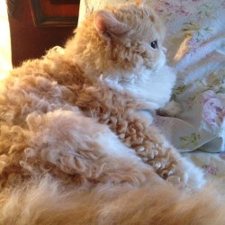 mythicalbeastlove:  cybergata:  Quincy the curly Selfkirk Rex Kitteh -   vintage_goddesss Floof.    ur sheep is cute   me as a cat