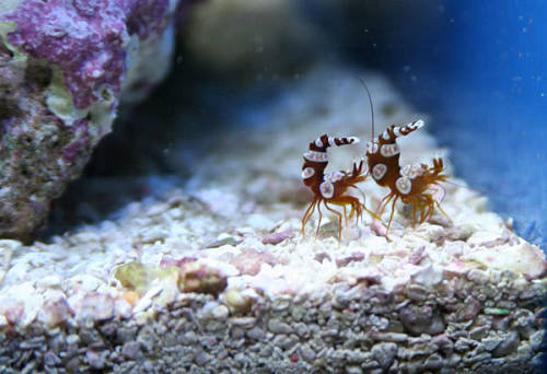 cool-critters:Sexy shrimp (Thor amboinensis)The sexy shrimp (and yes, this is really its common name