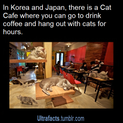 vixiefoxpaw:  cat-in-distress:  ultrafacts: