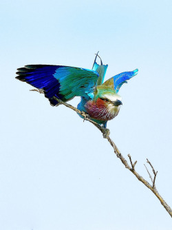 fairy-wren:  Lilac-Breasted Roller. Photo