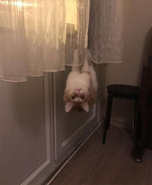 tikixreblogs:cat-lover-1001:bending laws of physics is easy for us I-Cats refusing to follow the rul