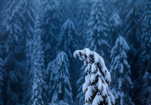 expressions-of-nature:Grua, Oppland Fylke, Norway by Svein Skjåk Nordrum