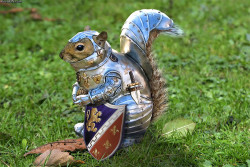 forever-the-optimist:  I FOUND THIS PICTURE AND WAS GONNA MAKE A MEME OUT OF IT BECAUSE MY COLLEGE’S MASCOT IS THE KNIGHT AND OUR SQUIRRELS ARE A LITTLE NUTS I CAN’T BELIEVE THIS PHOTO IS ON TUMBLR