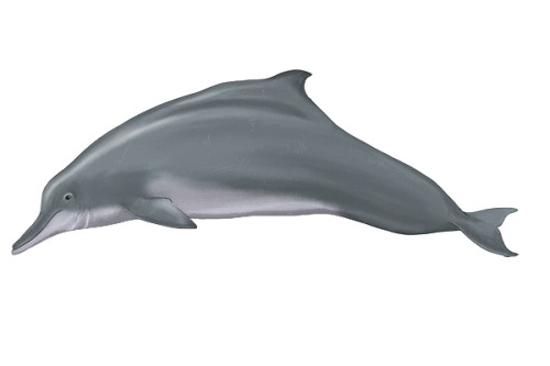 my spirit animal  zoologicalpt:  More dolphins for Skaphandrus and their OceanLifeID project - a field guide app for marine wildlife. Go check their page and download the app if you want :) These dolphins belong to the genus Sousa. Done digitally 