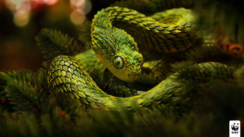 exotic-venom:mychestpainwantsacigarette:leaf snake by maximkluzko on deviantART(Atheris squamigera) 