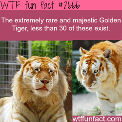 runaepard:  wtf-fun-factss:  The Golden Tiger,