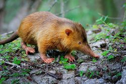 Cuban Solenodon The Cuban Solenodon (Solenodon Cunbanus) Is An Endangered Mammal