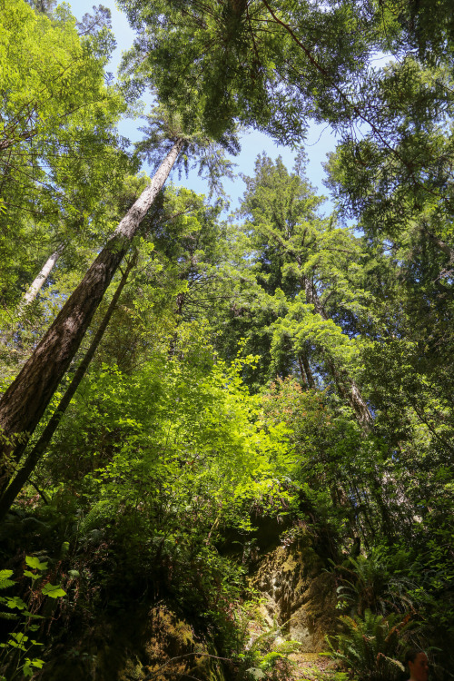 steepravine:  Waterfall In The Redwood Forest(Mendocino, California - 6/2016)