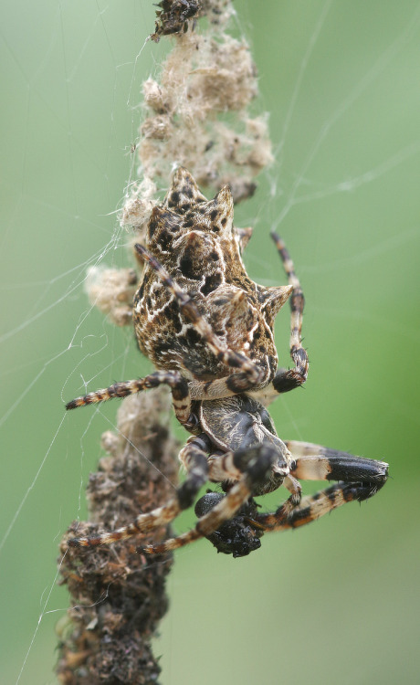 The gomigumo - rubbish spider - Cyclosa octotuberculata - disguises its presence by arranging the hu