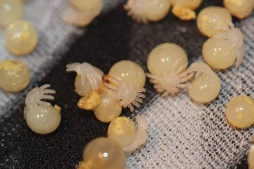 Do U Guys Wanna See What Newborn Tarantulas Look Like