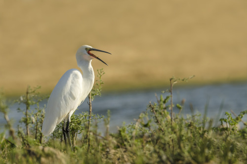 Little Egret (Egretta garzetta) &gt;&gt;by Sérgio Guerreiro