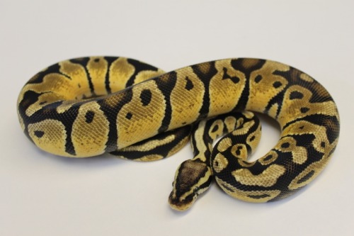 Pastel Royal Python at 888 Reptiles
