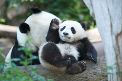 giantpandaphotos:  Xiao Liwu and his mother