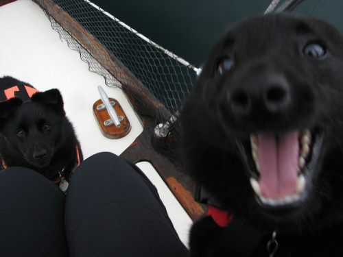 tempurafriedhappiness: Unbelievably charming pair of Schipperkes owned and photographed by Flickr us