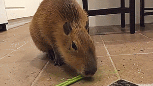 thenatsdorf: Cabybara snacks on celery. [full video] this is soothing to watchbeen here for hourshal