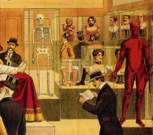 Anatomy Museum, Hamburg, Germany, 1913 illustrator adult photos