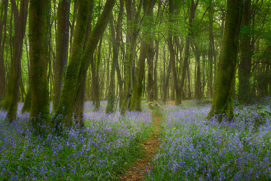 te5seract:Bluebell Forest &amp; Cornish Woodland by  Michael Breitung  
