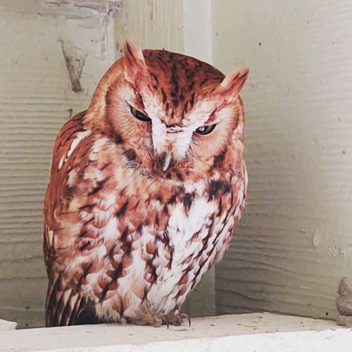 How absolutely gorgeous is this screech owl ✨ they have made their home on my parents’ front porch, 